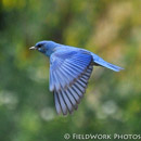 Mountain Bluebird, CO