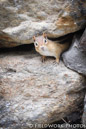 Chipmunk in rock wall